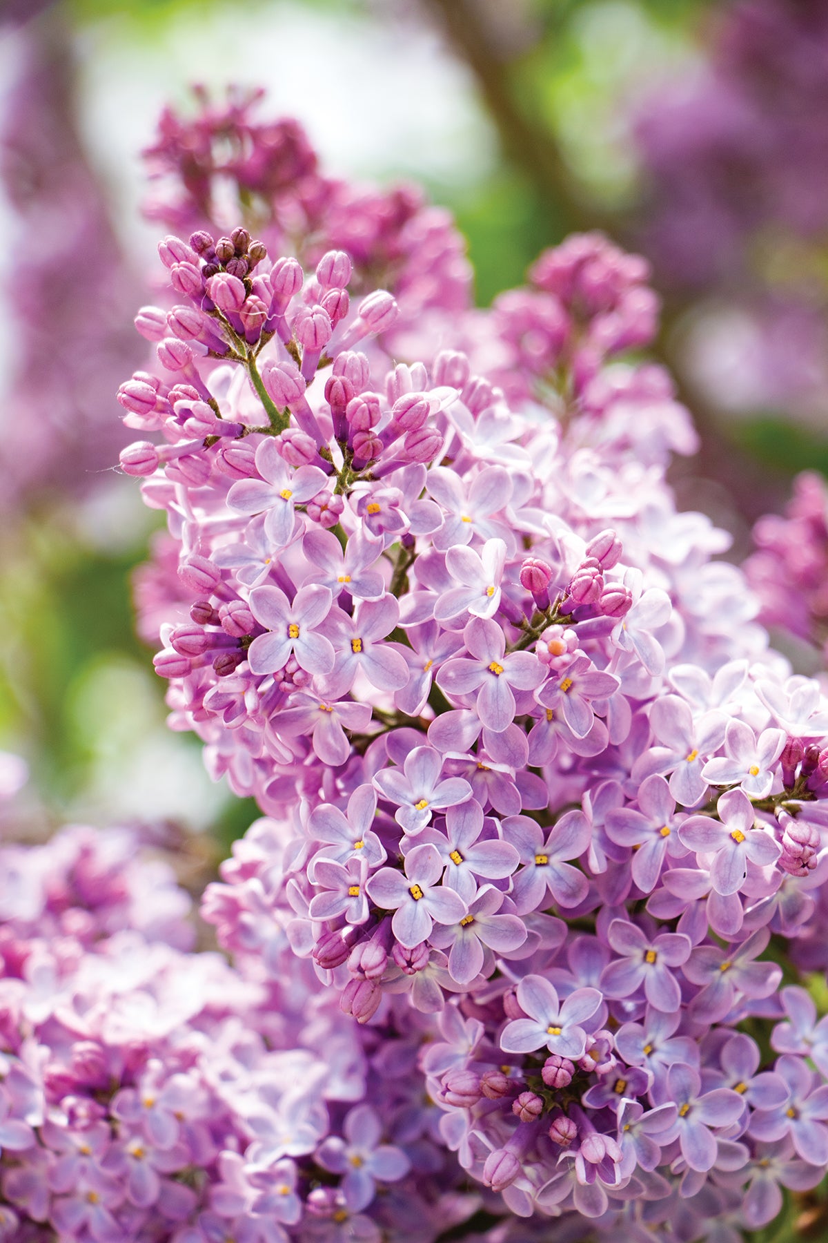 Mackinac: Lilac View of Round Island (Portrait) Greeting Card.A casually elegant greeting card designed to be shared or displayed as a work of art.