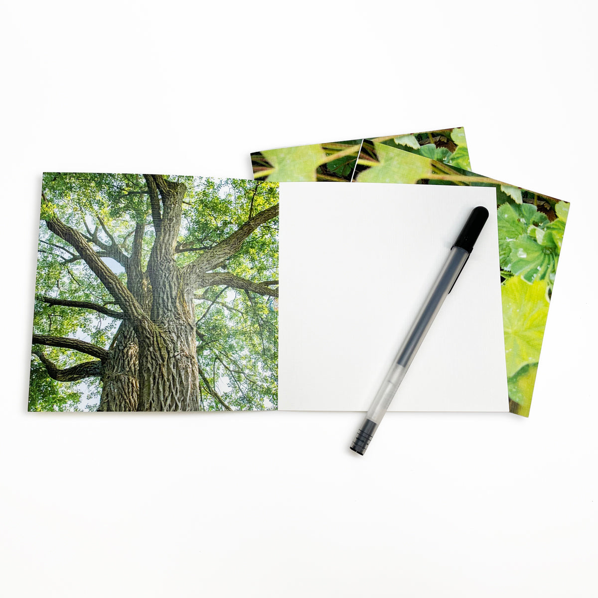 Bird's Nest Greeting Card