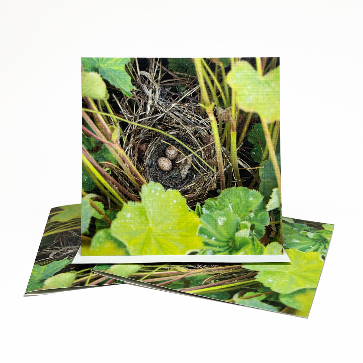 Bird's Nest Greeting Card