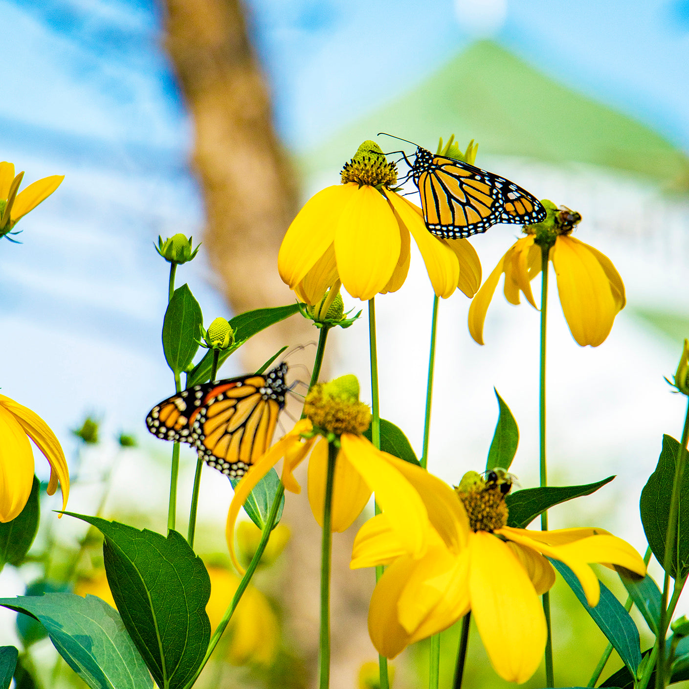 Celebrate the magic of Monarchs with this card featuring a photograph of a butterfly happily sipping nectar from a flower in Grand Hotel's Secret Garden on Mackinac Island.  Open the card to discover more monarchs sharing a feast with fellow pollinators.  