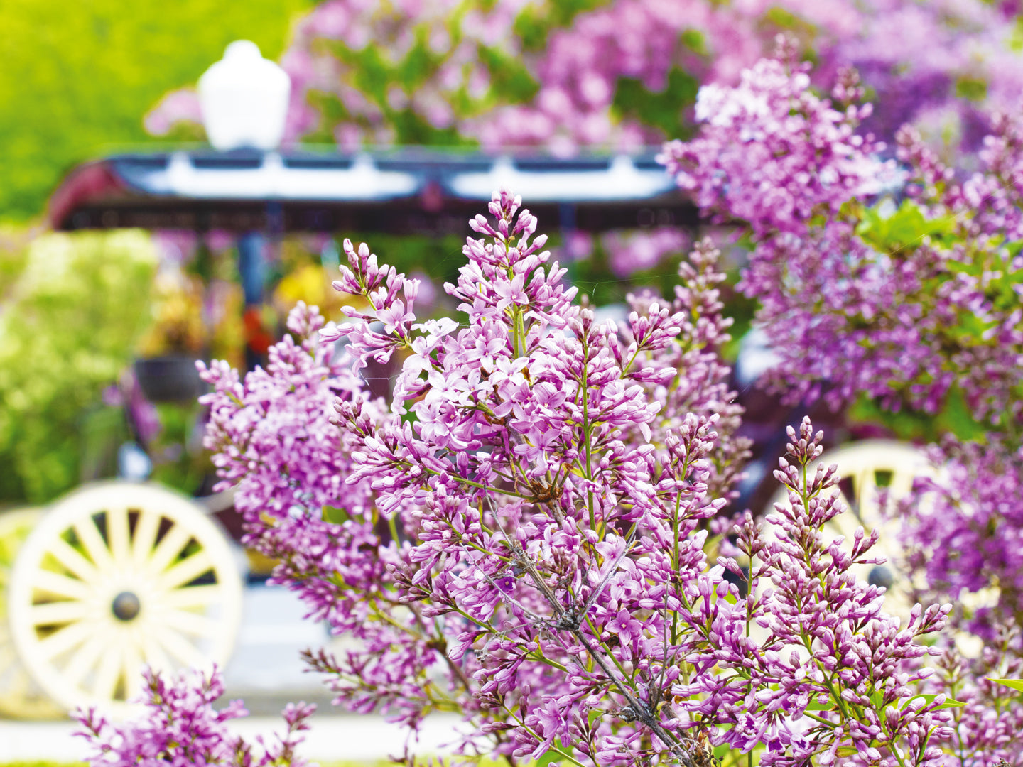 Decorate your home with Mackinac Island wall art. This Mackinac Island photograph by Jennifer Wohletz offers a unique perspective of lilacs, which create a canopy of fragrance in June that's a delight to your senses.