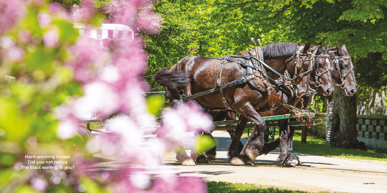 LILACS – A Fortnight of Fragrance on Mackinac Island, takes readers on a photographic tour of the iconic blooms unfolding all over Mackinac Island.