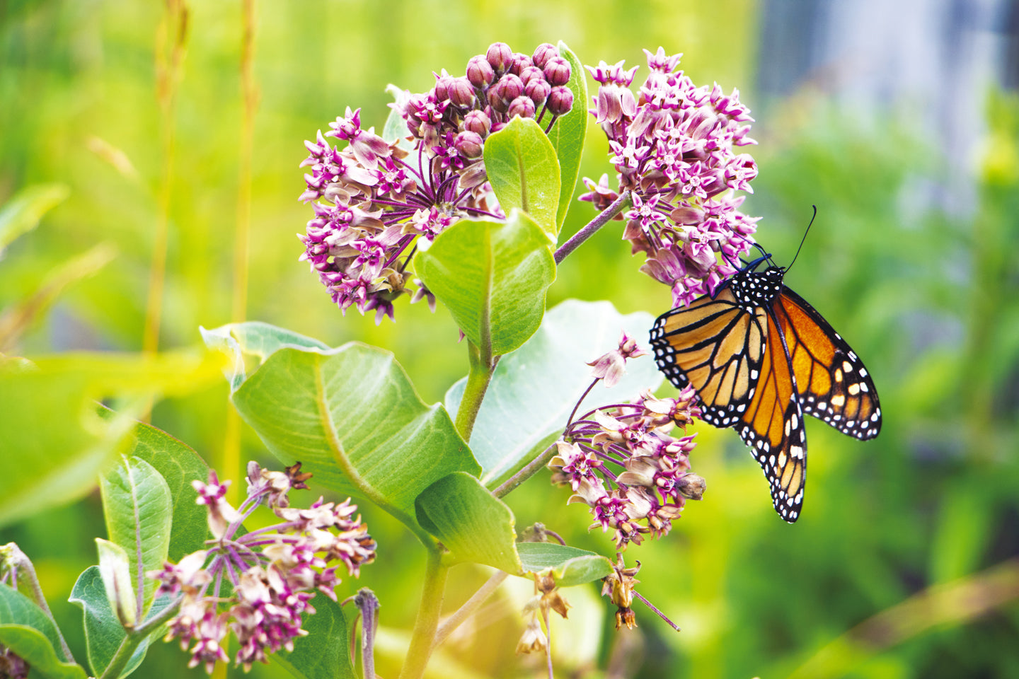 Monarch on Milkweed, a Monarch butterfly photograph by Jennifer Wohletz of Mackinac Memories.