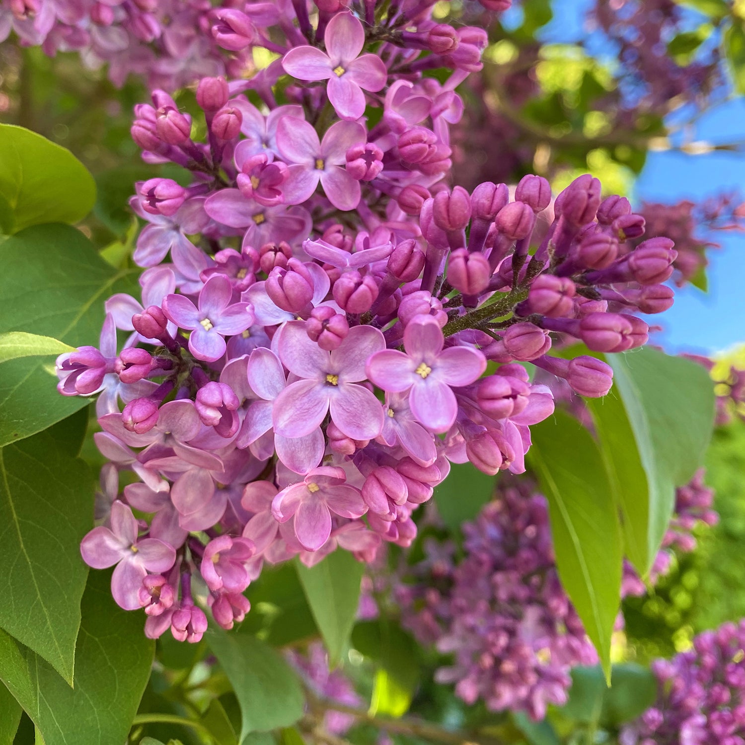 Lilacs