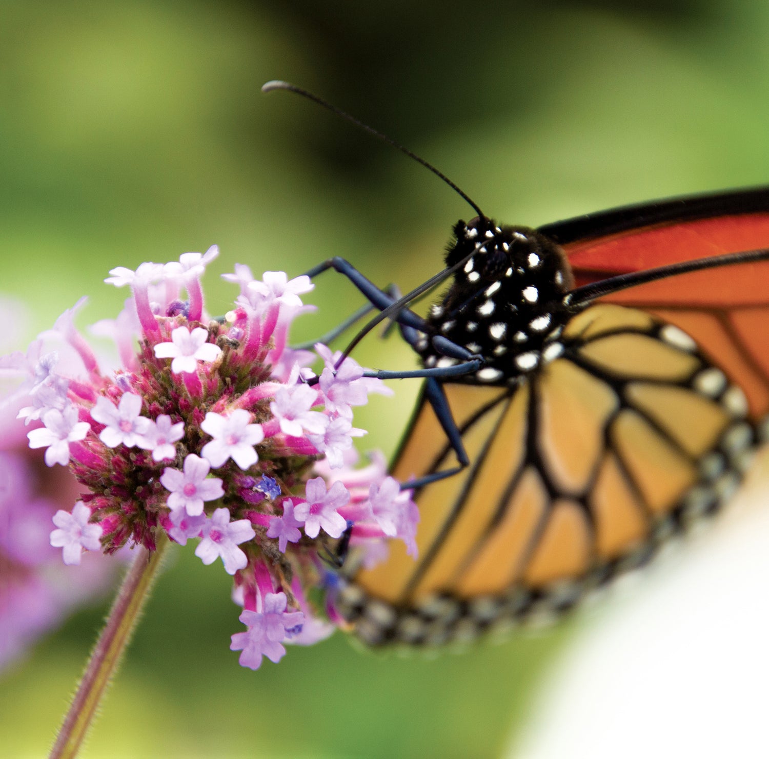 Monarchs