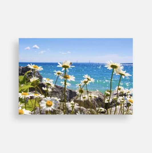 Daisies & the Mighty Mac Postcard