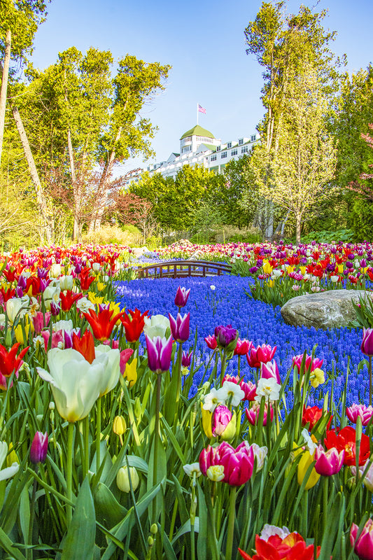 Decorate your home with Grand Hotel wall art by Jennifer Wohletz of Mackinac Memories. A river of grape hyacinths and brightly colored tulips is a cheerful feast for your senses in Grand Hotel's Secret Garden on Mackinac Island.