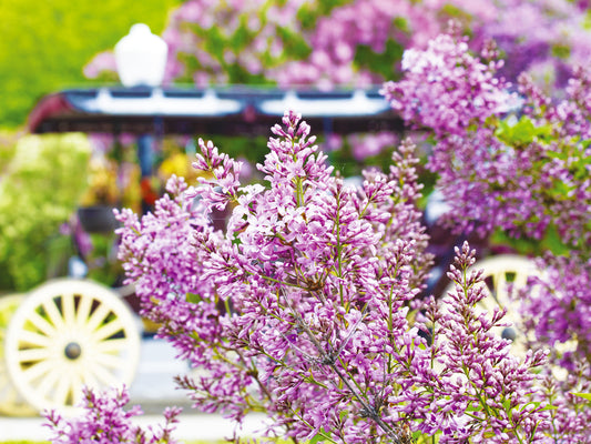 Decorate your home with Mackinac Island wall art.  This Mackinac Island photograph by Jennifer Wohletz offers a unique perspective of lilacs, which create a canopy of fragrance in June that's a delight to your senses.