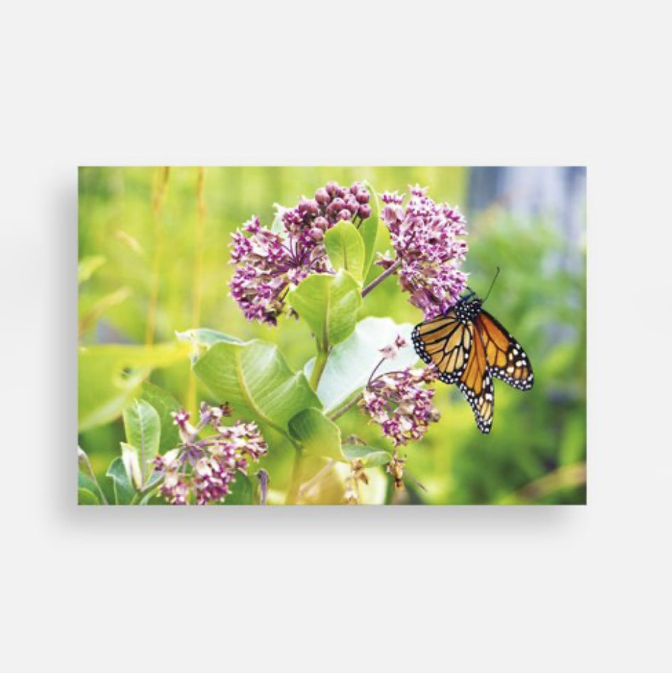 Monarch on Milkweed Postcard