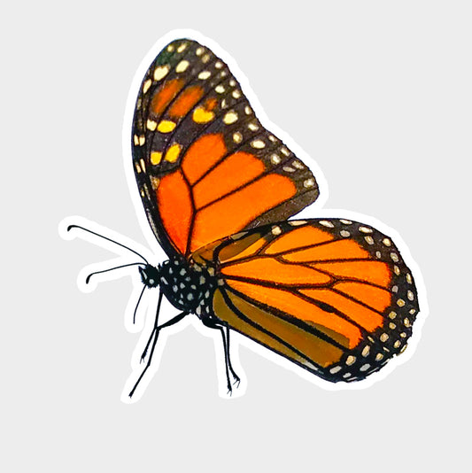 This die cut vinyl sticker features a photograph of a Monarch butterfly.