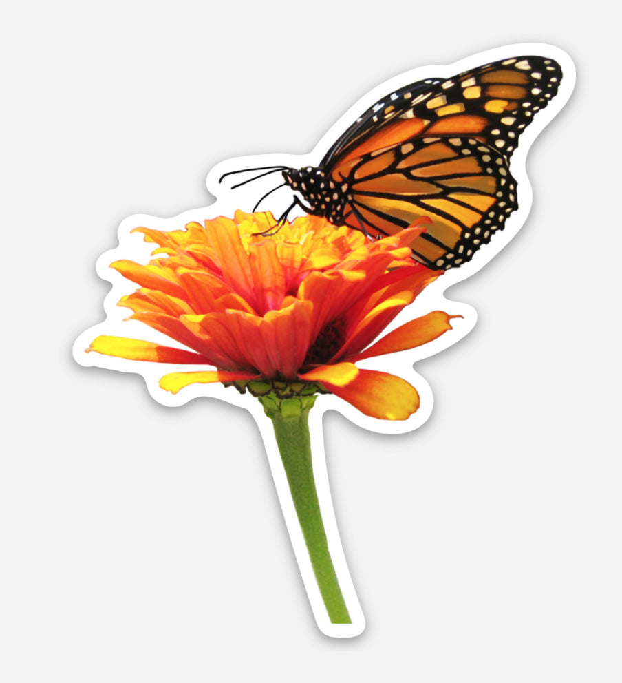 This die cut vinyl sticker features a photograph of a monarch butterfly sipping nectar from a zinnia on Mackinac Island.
