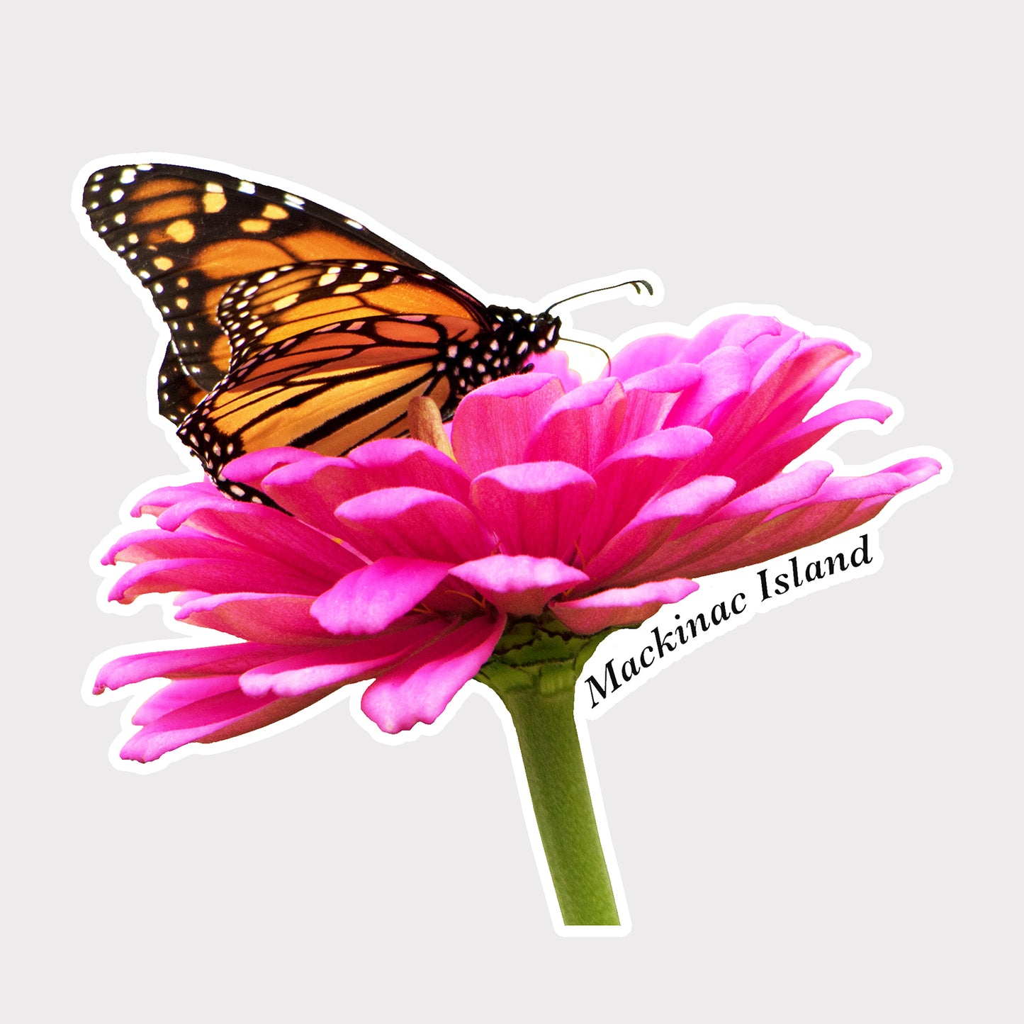 This die cut vinyl sticker features a photograph of a Monarch butterfly sipping nectar from a dahlia on Mackinac Island.