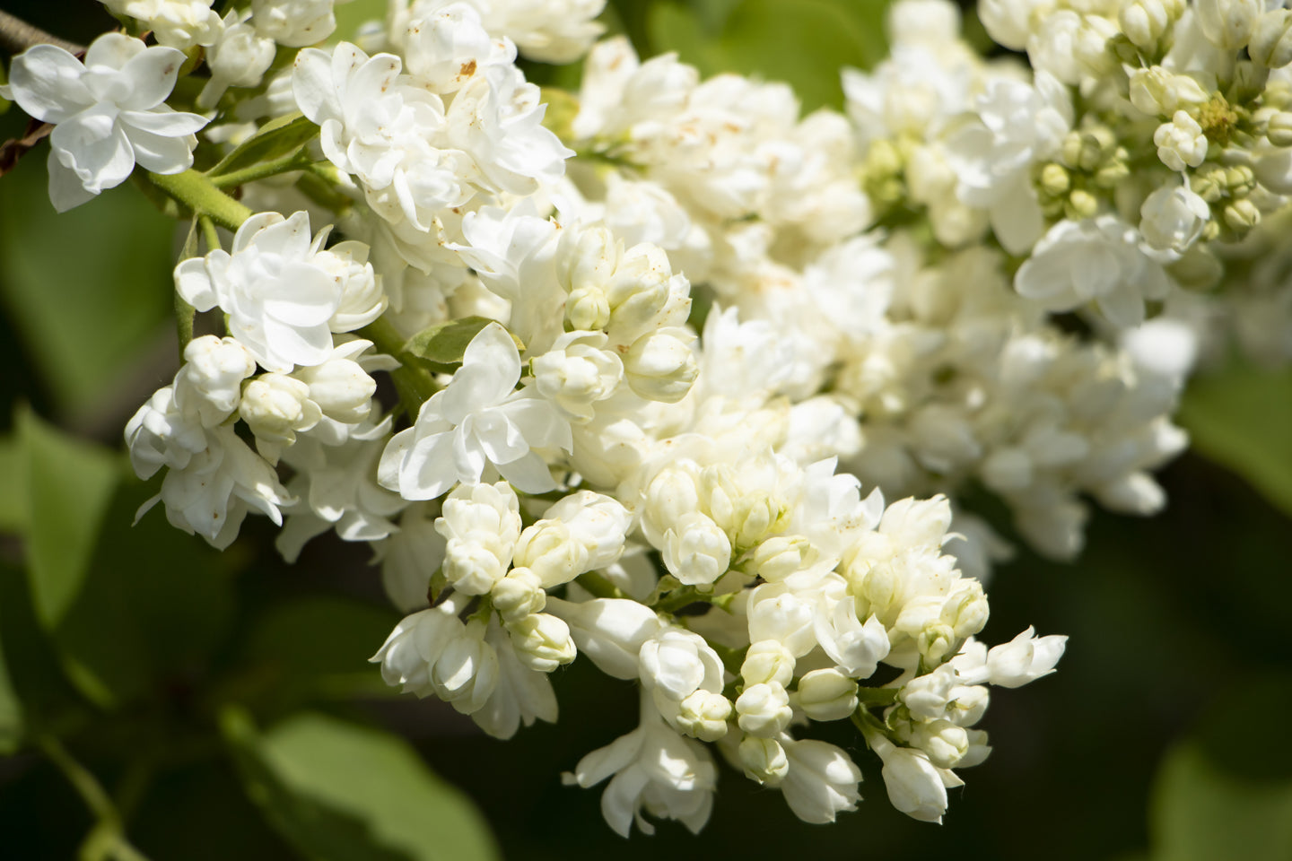 White Lilacs Photograph by Jennifer Wohletz of Mackinac Memories.