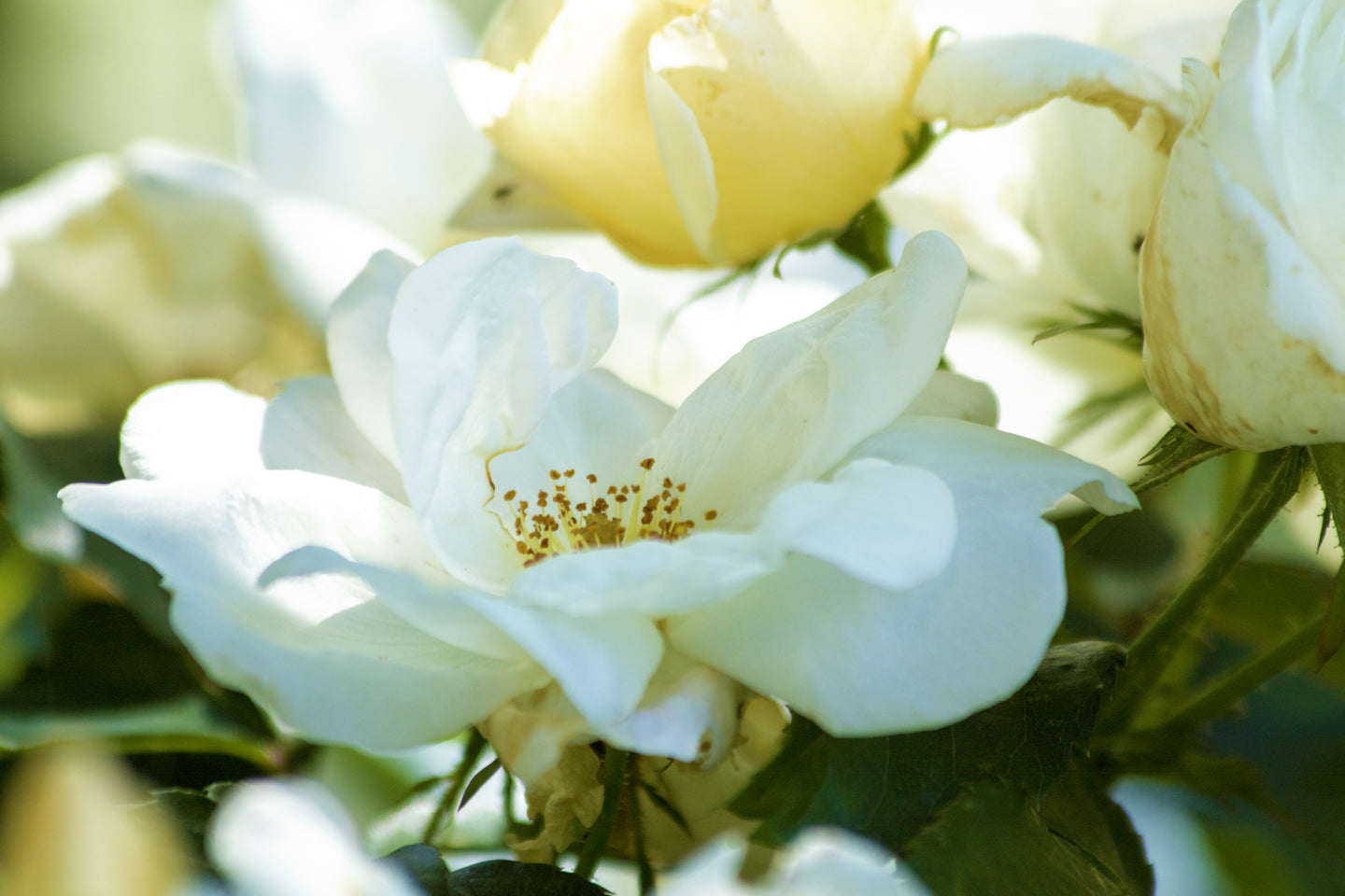 Floral art for your home or office. White Rose Photograph by Natalia Wohletz of Mackinac Memories.