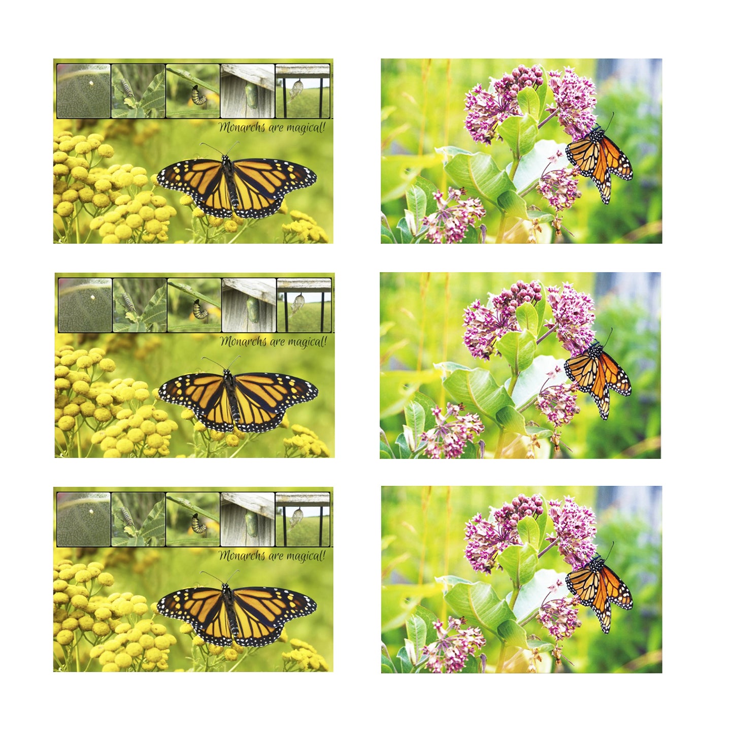 Monarch Butterfly Postcard Set