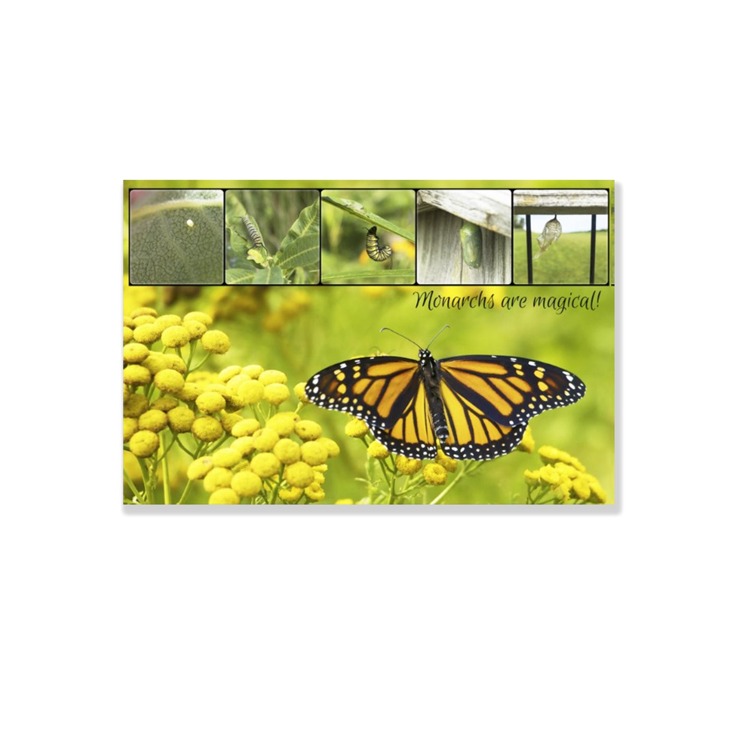 Monarchs are Magical Postcards