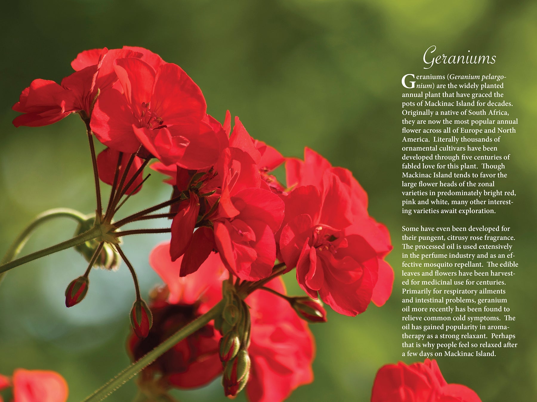 An Introduction to the Gardens of Mackinac Island Book by Jack Barnwell and Jennifer Wohletz.