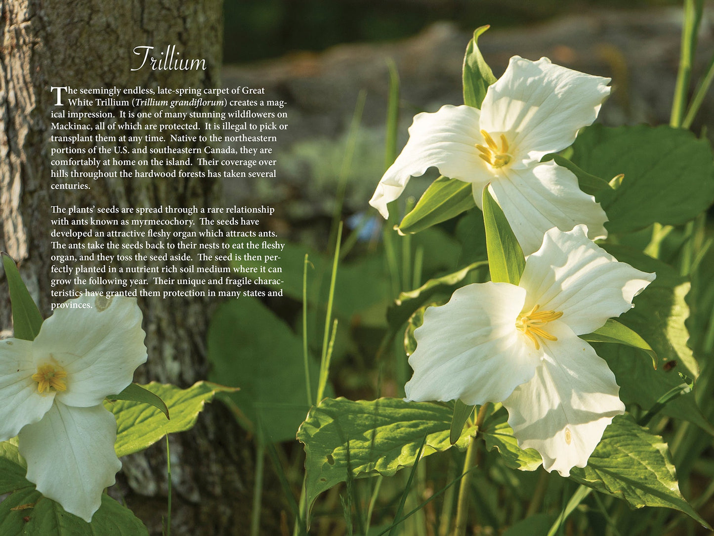 An Introduction to the Gardens of Mackinac Island Book by Jack Barnwell and Jennifer Wohletz.