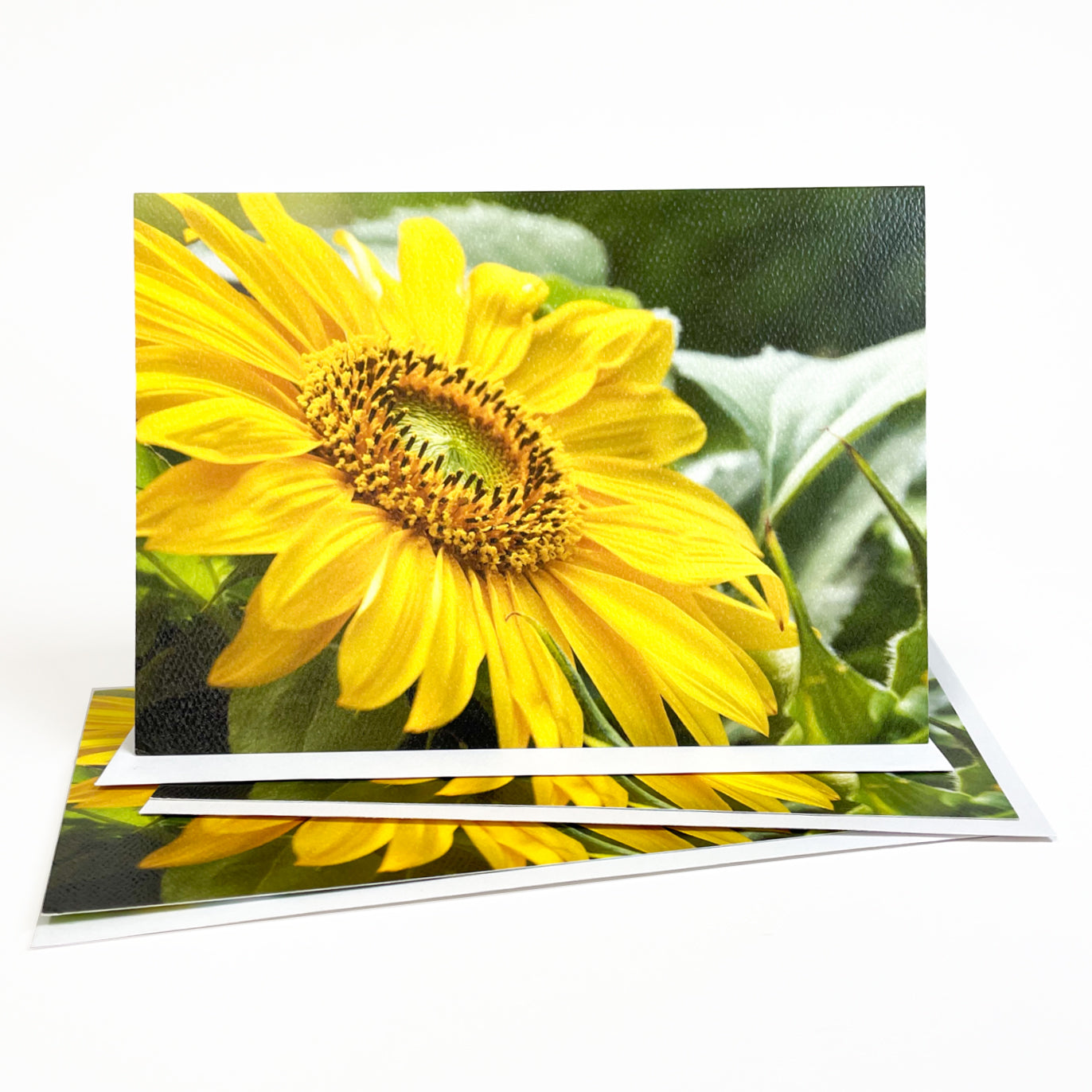 Blank greeting card featuring a photograph of a sunflower blooming on Mackinac Island by local artist Jennifer Wohletz of Mackinac Memories. This closeup of a sunflower in full bloom on Mackinac Island depicts the vibrant beauty of this summertime treasure.  Open the casually elegant card to discover an image of another one in full bloom.  Sunflowers are a symbol of loyalty and longevity.  Photography by Jennifer Wohletz.  The card is meant to be shared or displayed as a work of art.  