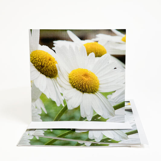 Rain droplets cling to these sweet daisies as they point their petals toward the sun breaking through the clouds.  Open the casually elegant card to discover more of the flowers blooming brightly on Mackinac Island.  Daisies symbolize innocence. Photography by Jennifer Wohletz.  The card is meant to be shared or displayed as a work of art.  