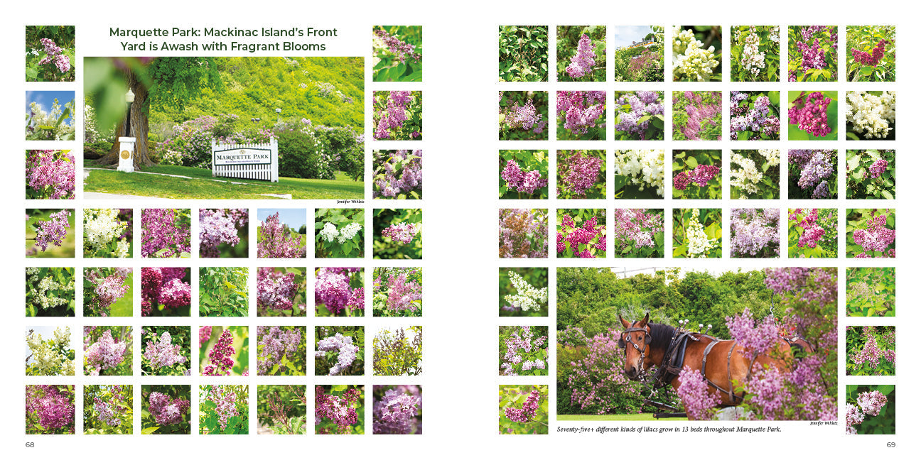LILACS – A Fortnight of Fragrance on Mackinac Island, takes readers on a photographic tour of the iconic blooms unfolding all over Mackinac Island.