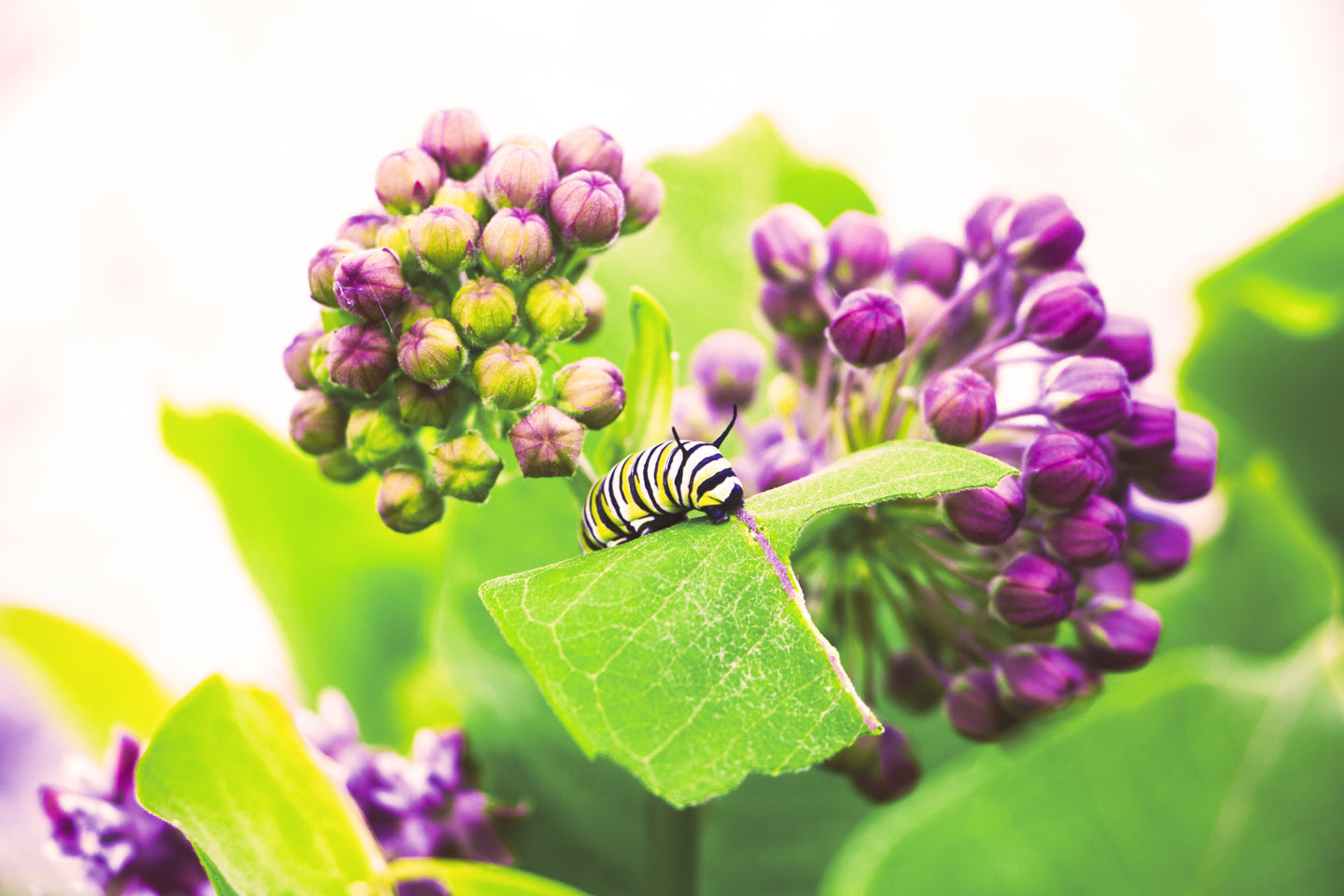 A Hungry Monarch Caterpillar, a photograph by Jennifer Wohletz of Mackinac Memories..