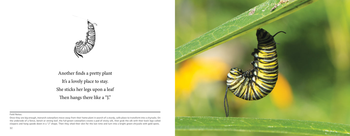 MIMI the Monarch, a children's science picture book. Learn about how a monarch turns into a chrysalis.