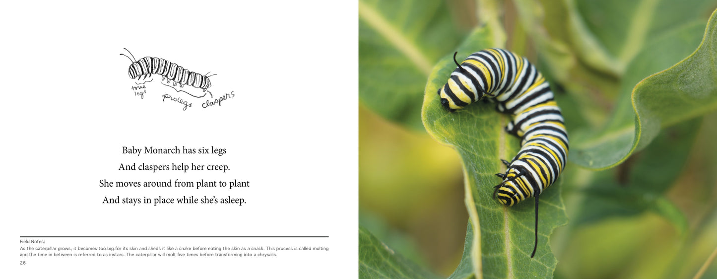 MIMI the Monarch, a children's science picture book. Learn about the stages of monarch metamorphosis.