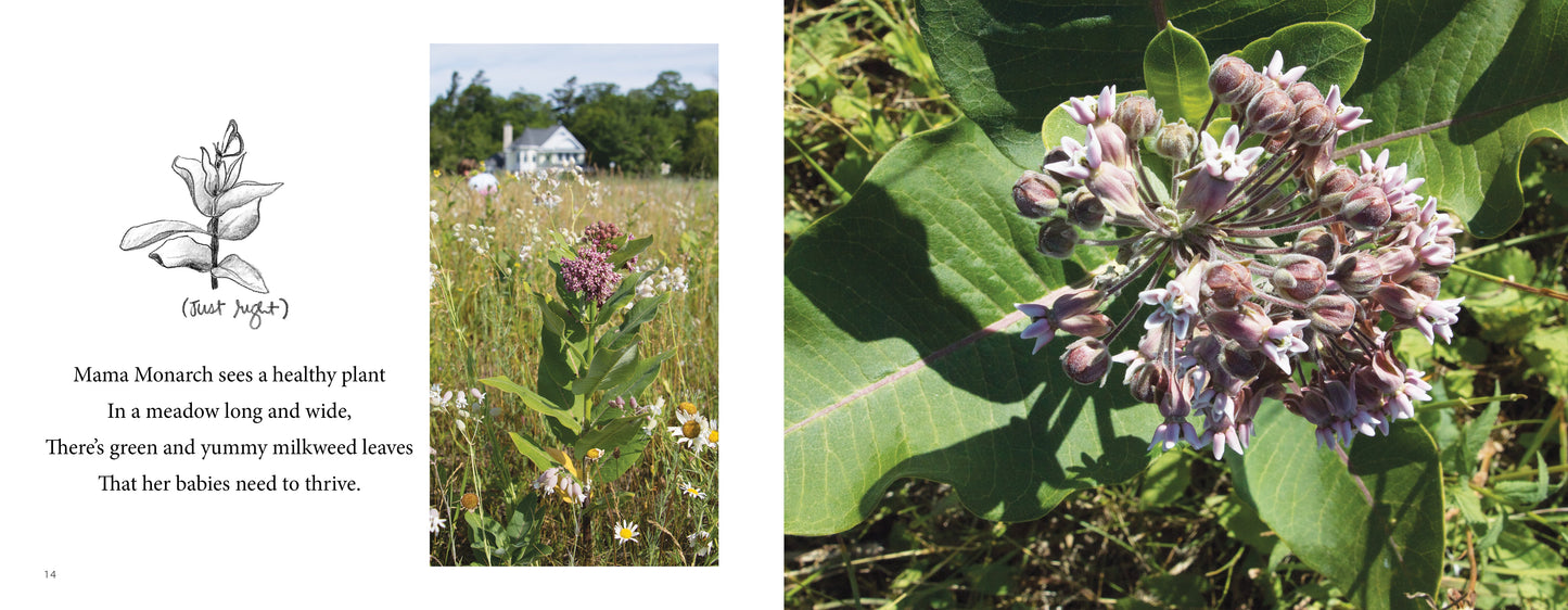 MIMI the Monarch, a children's science picture book. Learn about milkweed and monarch butterflies.