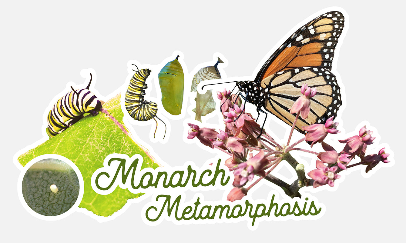 Monarch metamorphosis vinyl sticker.  This die cut vinyl sticker features a series of photographs showing the stages of a monarch butterfly's metamorphosis. 